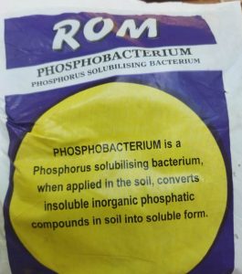 4. Phosphobacteria